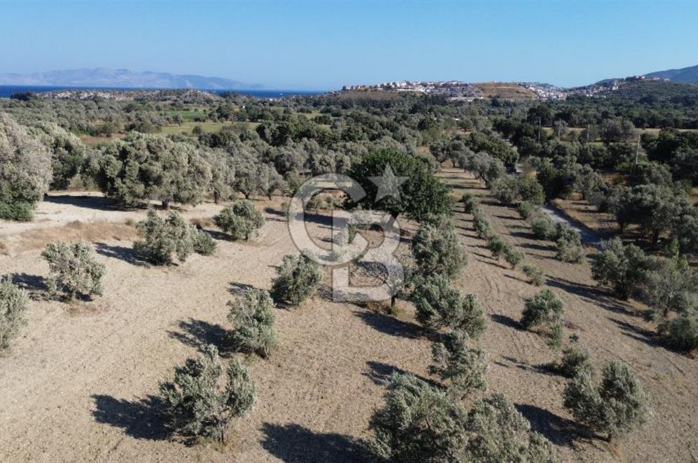 Datça/Kızlan- Satılık 3548m2 Deniz Manzaralı Zeytinli Tarla