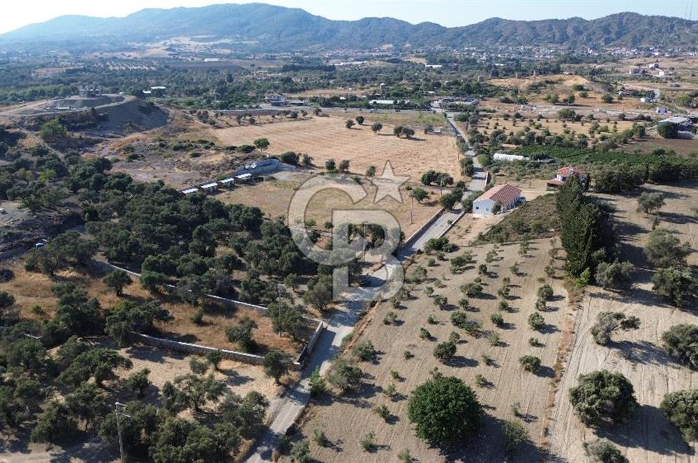 Datça/Kızlan- Satılık 3548m2 Deniz Manzaralı Zeytinli Tarla