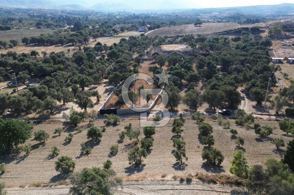 Datça/Kızlan- Satılık 3548m2 Deniz Manzaralı Zeytinli Tarla