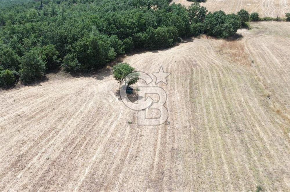 LAPSEKİ HACIGELENDE OTOYOL GÜZERGAHINDA ASFALT YOLA YAKIN TARLA