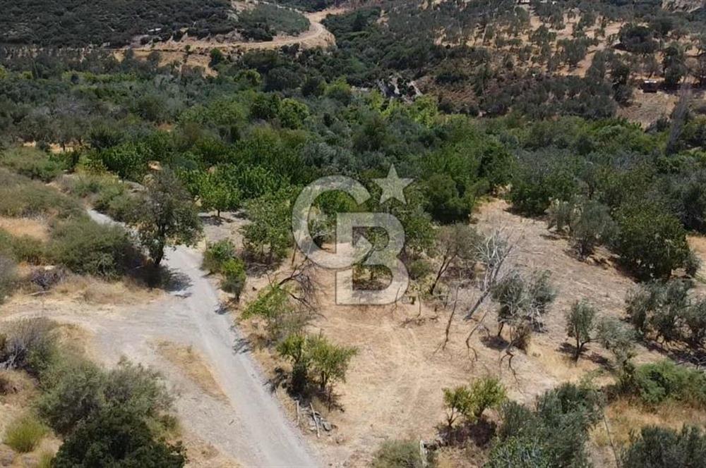 ÇANAKKALE AYVACIK KÖSEDERE KÖYÜ DENİZ MANZARALI İMARLI ARSA