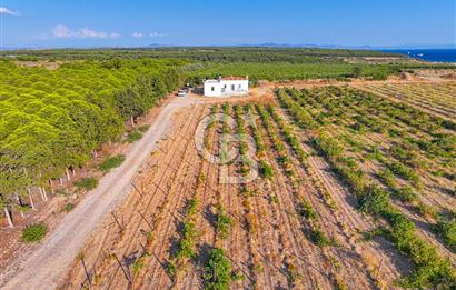 ÇANAKKALE BOZCAADA HABBELE MEVKİİ'NDE SATILIK BAĞ EVİ