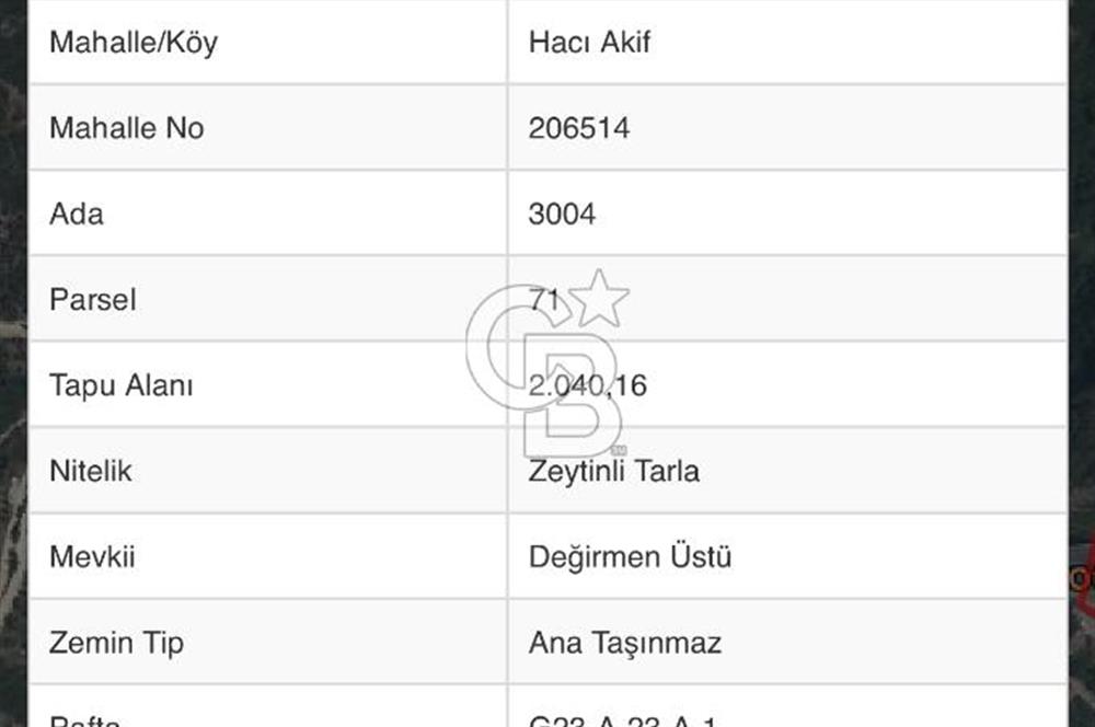 Kocaeli körfezde deniz manzaralı zeytinli tarla 