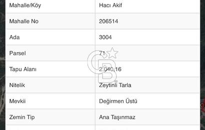 Kocaeli körfezde deniz manzaralı zeytinli tarla 