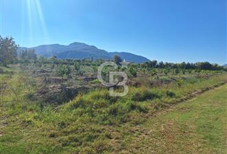 Muğla ortacada satılık mandalina bahçesi 