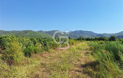 Muğla ortacada satılık 20.000m2 meyve bahçesi 