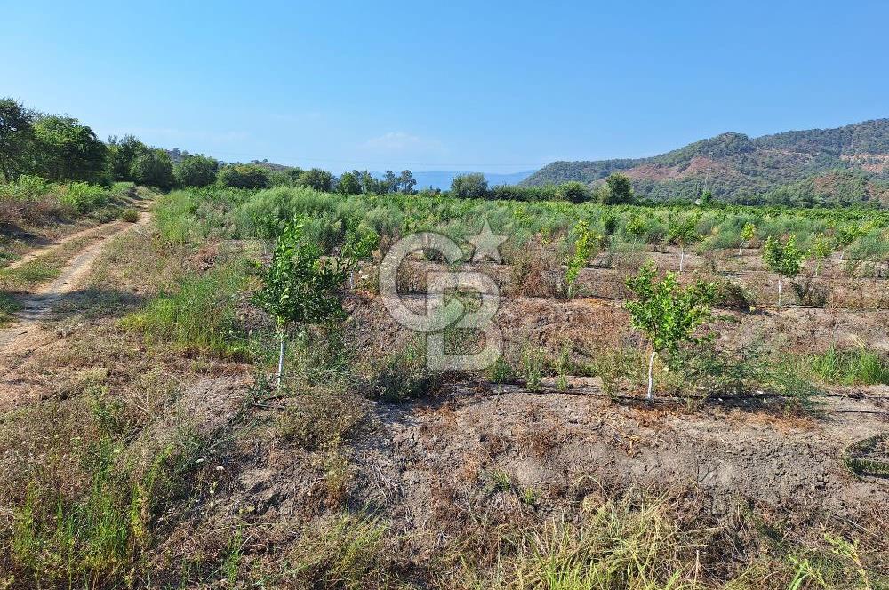 Muğla ortacada satılık 20.000m2 meyve bahçesi 