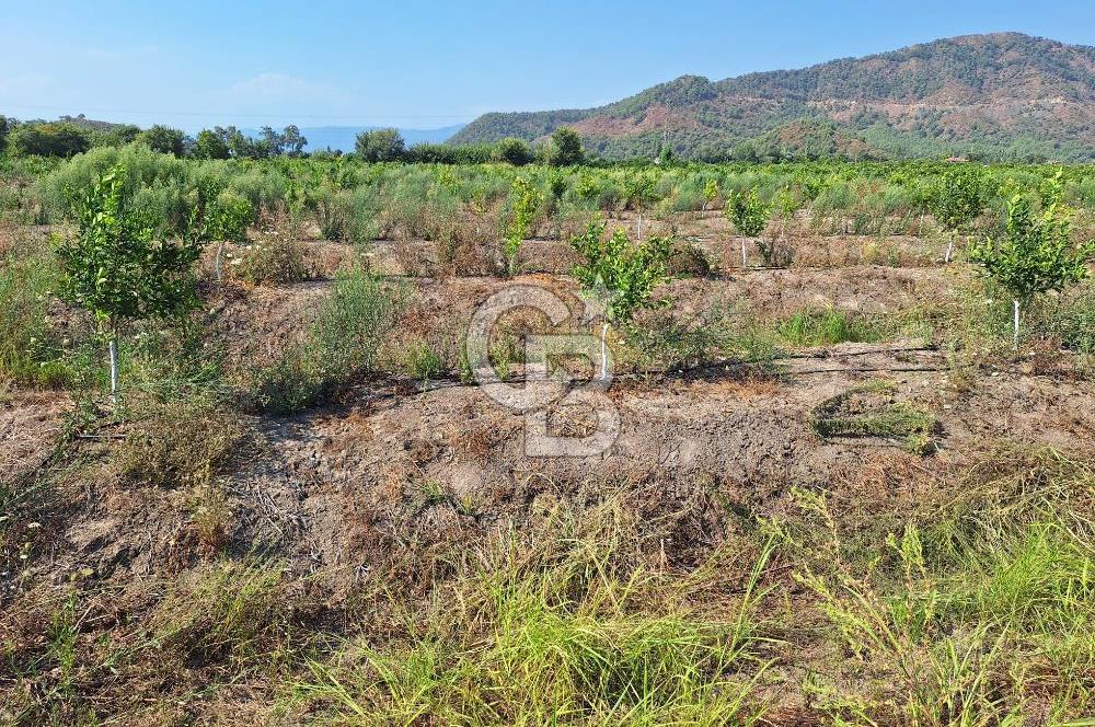 Muğla ortacada satılık 20.000m2 meyve bahçesi 