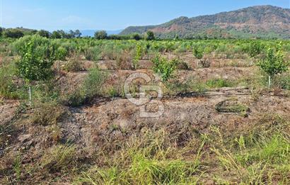 Muğla ortacada satılık 20.000m2 meyve bahçesi 