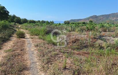 Muğla ortacada satılık 20.000m2 meyve bahçesi 