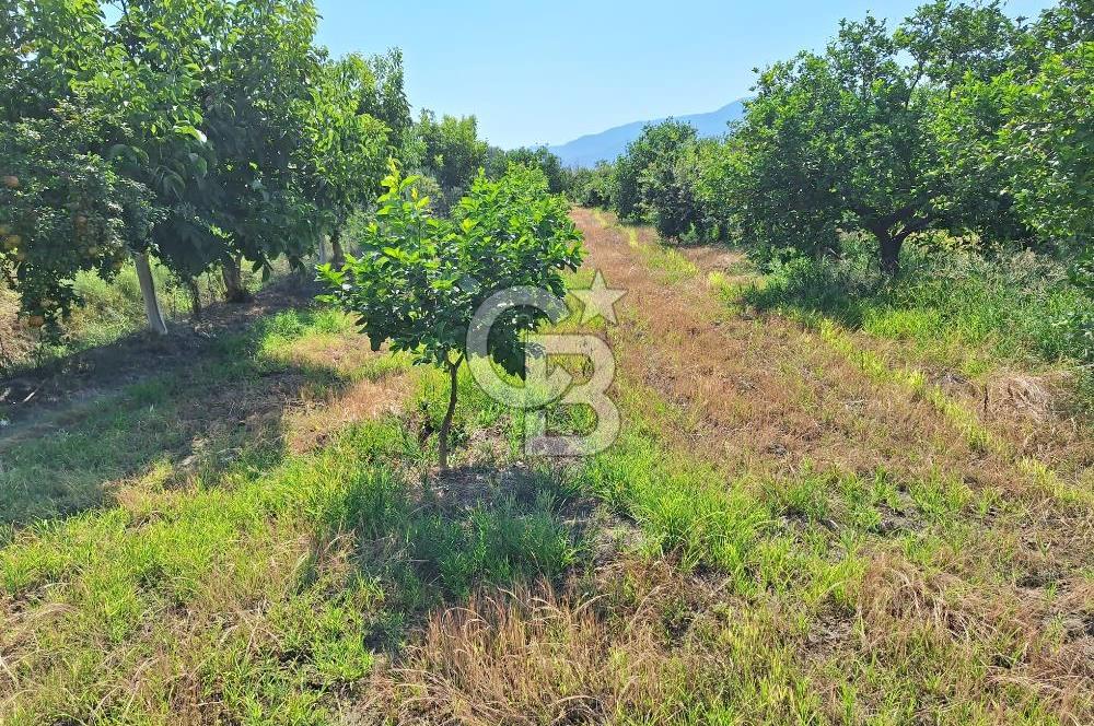 Muğla ortacada satılık meyve cenneti 