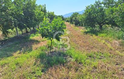 Muğla ortacada satılık meyve cenneti 