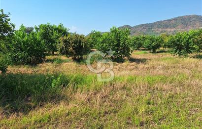 Muğla ortacada satılık meyve cenneti 