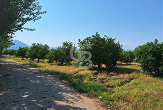 Muğla ortacada satılık meyve cenneti 