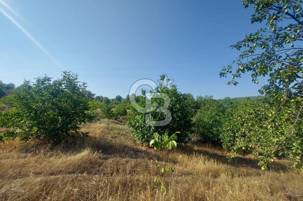 Yerkesik Yeniköy Mahallesinde Satılık 5277m2 Satılık Tarla 