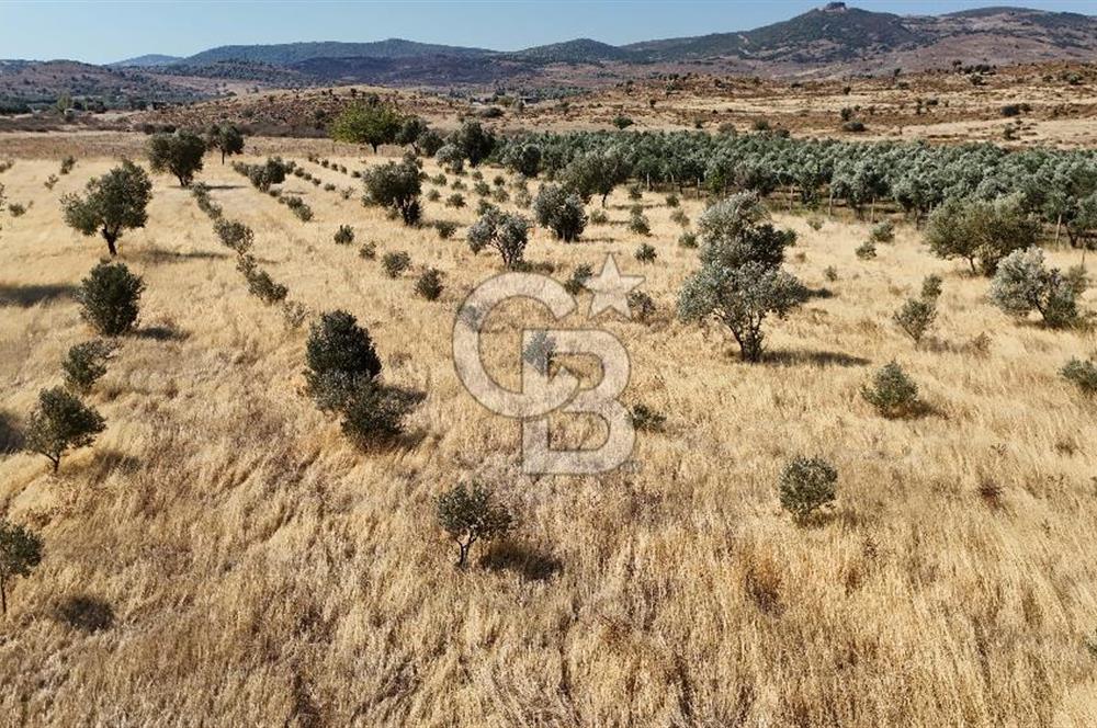 A single parcel of 7,739 m2 surrounded by land in Yeni Foça Fevzi Çakmak...