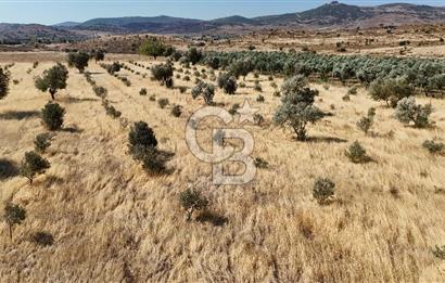 A single parcel of 7,739 m2 surrounded by land in Yeni Foça Fevzi Çakmak...