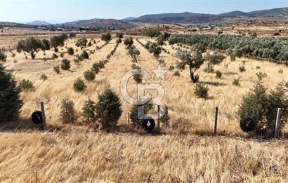 A single parcel of 7,739 m2 surrounded by land in Yeni Foça Fevzi Çakmak...