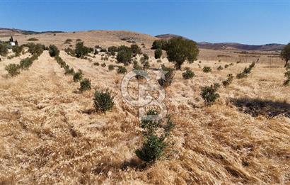 A single parcel of 7,739 m2 surrounded by land in Yeni Foça Fevzi Çakmak...