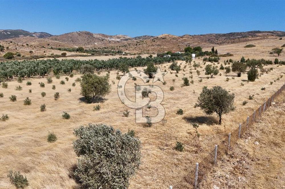 A single parcel of 7,739 m2 surrounded by land in Yeni Foça Fevzi Çakmak...