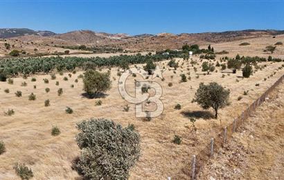 A single parcel of 7,739 m2 surrounded by land in Yeni Foça Fevzi Çakmak...