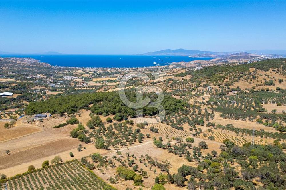 Foça Kozbeylide Satılık Hisseli Tarla