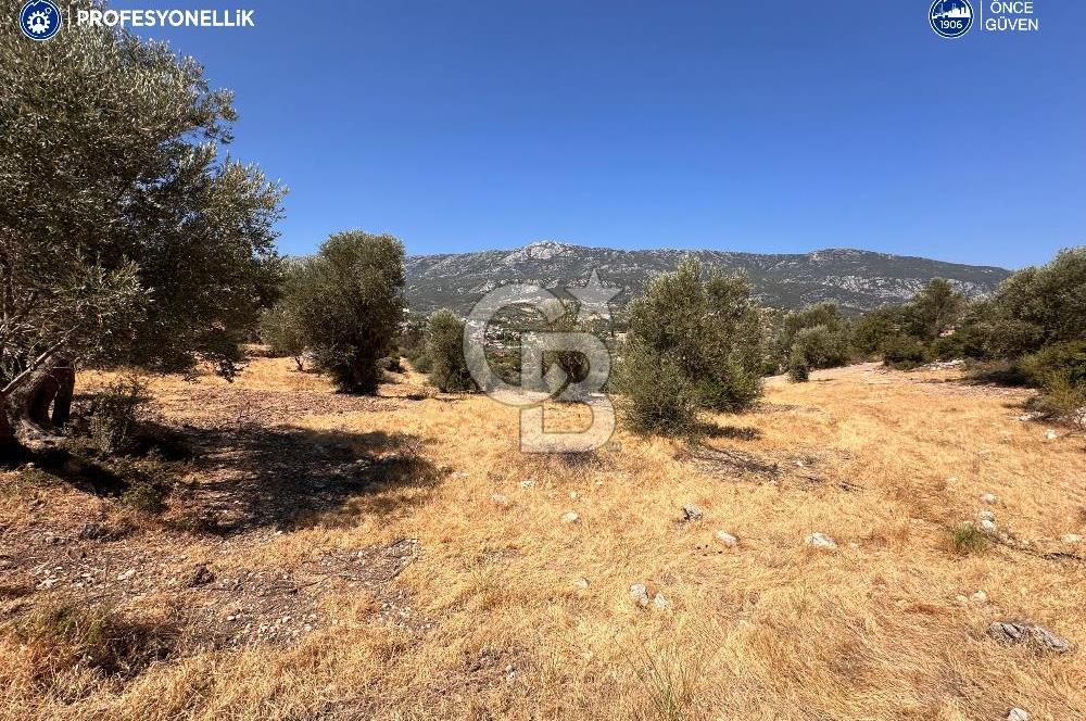 İzmir Karaburun Eğlenhoca'da Deniz Manzaralı Satılık Arazi