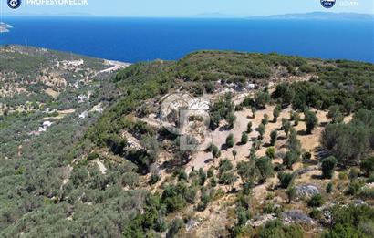 İzmir Karaburun Eğlenhoca'da Deniz Manzaralı Satılık Arazi