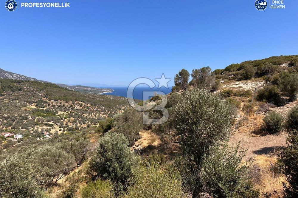 İzmir Karaburun Eğlenhoca'da Deniz Manzaralı Satılık Arazi