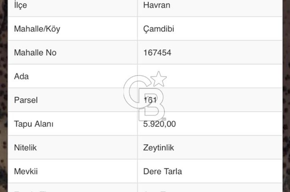 HAVRAN ÇAMDİBİ KÖYÜNDE 6 DÖNÜM ZEYTİNLİK