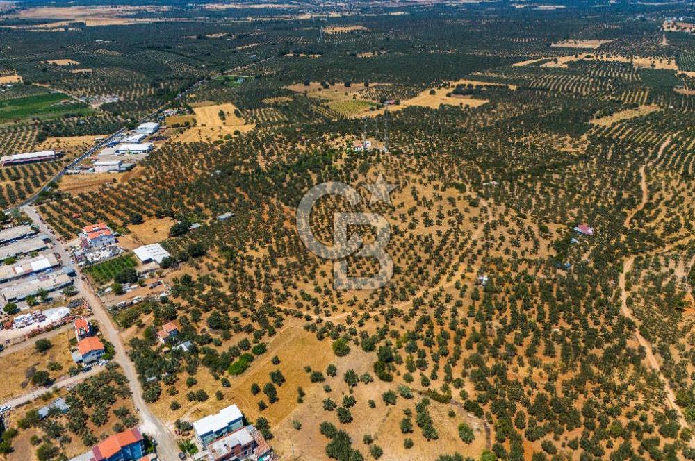 GEYİKLİ'DE İMARA SINIR 35000 M² ZEYTİNLİK