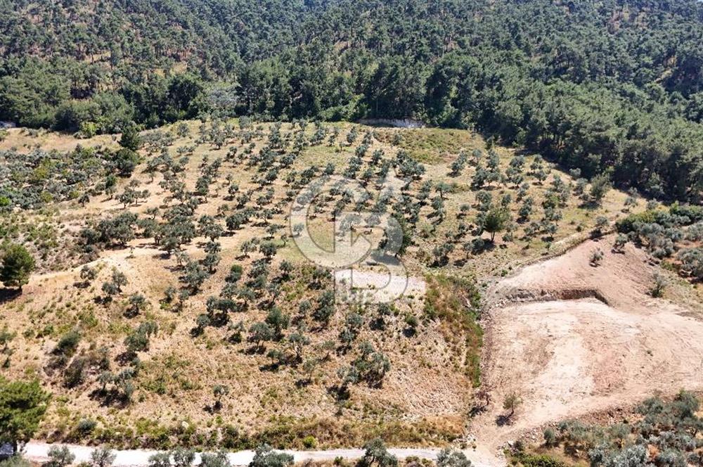 10,087 m2 with a magnificent view in Kemalpaşa Yukarı Kızılca ..