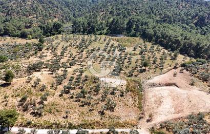 10,087 m2 with a magnificent view in Kemalpaşa Yukarı Kızılca ..