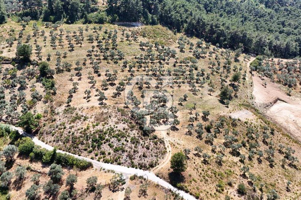 10,087 m2 with a magnificent view in Kemalpaşa Yukarı Kızılca ..