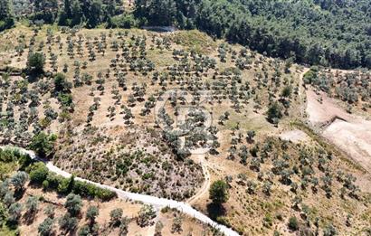 Kemalpaşa Yukarı Kızılca'da enfes manzaralı 10.087 m2 ..