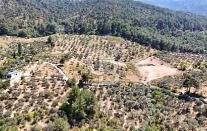 10,087 m2 with a magnificent view in Kemalpaşa Yukarı Kızılca ..