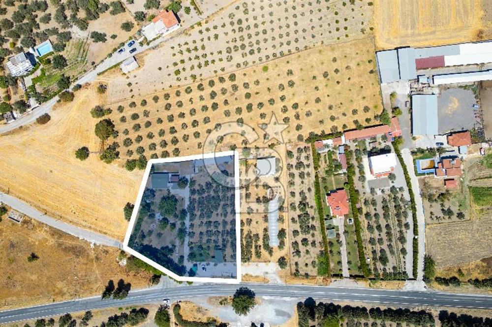 Foça Ilıpınar'da Satılık Yol Üzeri Zeytinlik ve Kır Bahçesi