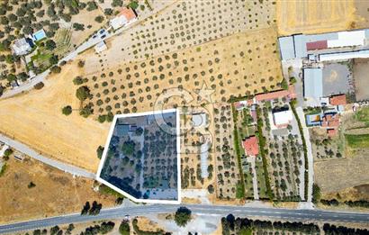 Foça Ilıpınar'da Satılık Yol Üzeri Zeytinlik ve Kır Bahçesi