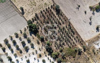 URLA İÇMELERDE SATILIK ANAYOLA YAKIN ZEYTİNLİ TARLA