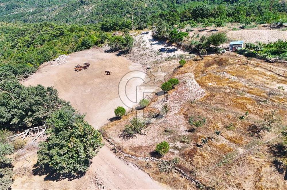 Çanakkale Lapseki Üçpınar da 1.146 m2 Köyiçi İmarlı Arsa