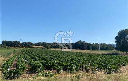 ÇANAKKALE YENİCE KURTLAR KÖYÜ'NDE YATIRIM FIRSATI SATILIK TARLA