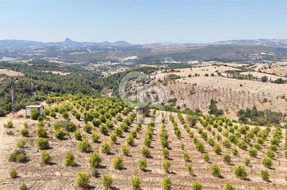 Manisa Gördes’te Ceviz, Badem ve Meyve Bahcesi