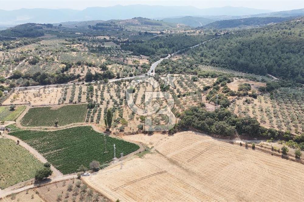 Manisa Kücüksümbüller’de Satılık Zeytinlik