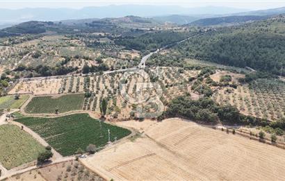 Manisa Kücüksümbüller’de Satılık Zeytinlik