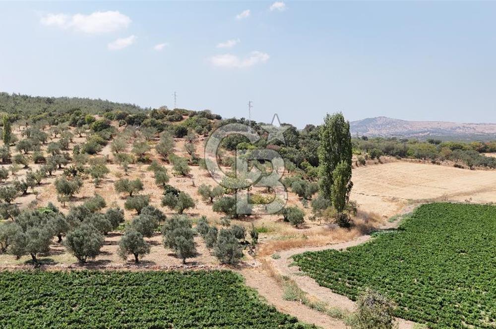 Manisa Kücüksümbüller’de Satılık Zeytinlik