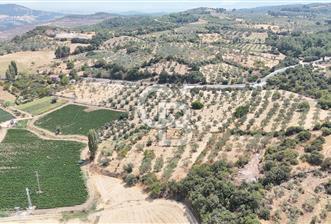 Manisa Kücüksümbüller’de Satılık Zeytinlik