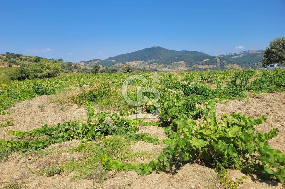 İZMİR GÜZELBAHÇE PAYAMLI 250 M ANAYOL CEPHELİ SATILIK TARLA