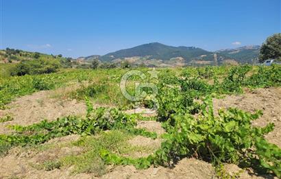 İZMİR GÜZELBAHÇE PAYAMLI 250 M ANAYOL CEPHELİ SATILIK TARLA