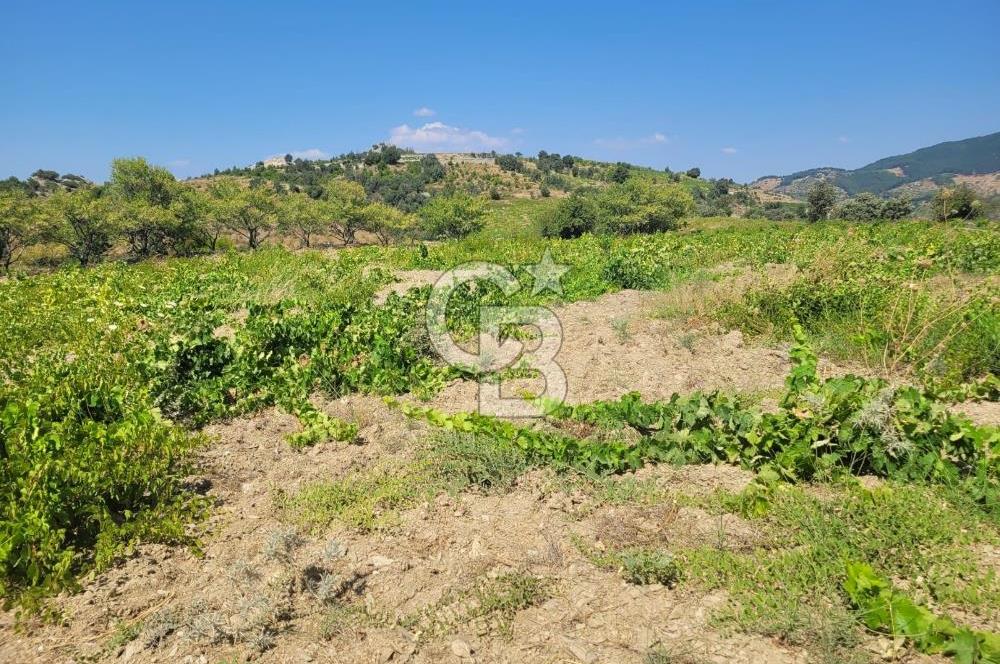 İZMİR GÜZELBAHÇE PAYAMLI 250 M ANAYOL CEPHELİ SATILIK TARLA