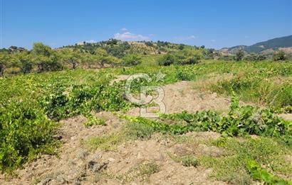 İZMİR GÜZELBAHÇE PAYAMLI 250 M ANAYOL CEPHELİ SATILIK TARLA